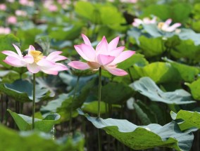 生物工程师为癌细胞研究创造了荷叶启发系统